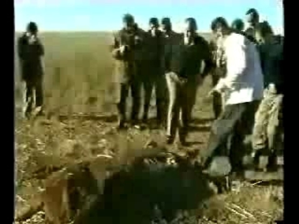 Cattle mutilation-mutilation de betail-argentina 2002