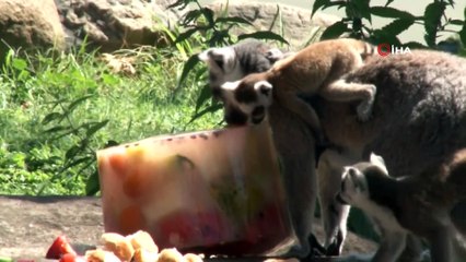 Lemur ailesine 8 yeni üye