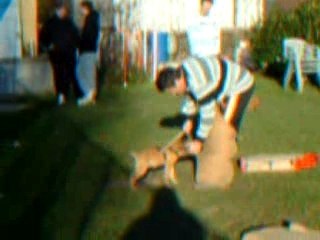 Domaine des petits Duc Chiot starko  luc JamB