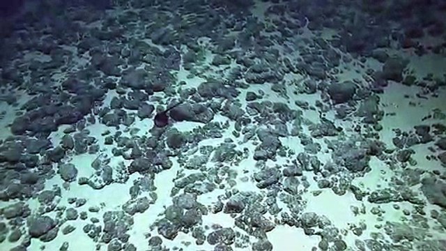 Şekilden Şekle Giren balık !