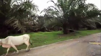 과천출장안마 -후불1ØØ%ョØ7Øe7333e9649｛카톡XPF889｝과천전지역출장안마'출장마사지'과천출장안마'과천출장마사지'출장안마'출장마사지가격タど