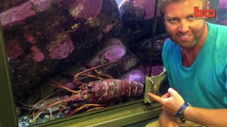 Le Homard Géant: Biologiste Découvre Les 70 Ans De Crustacés | {Extreme}