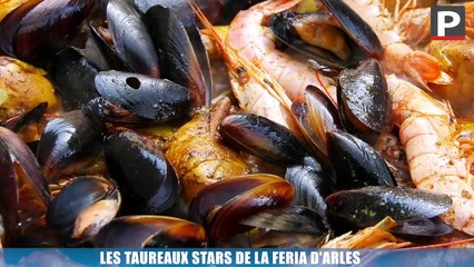 Les taureaux stars de la feria d'Arles