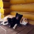 Dog and bear are lovely - Bear and Dog Play