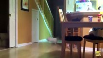 Videos Graciosos 2018 - Videos de Risa de Gatos Chistosos