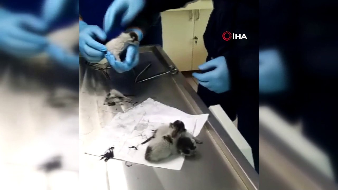 Yapışık dördüz yavru kediler ameliyatla birbirinden ayrıldı