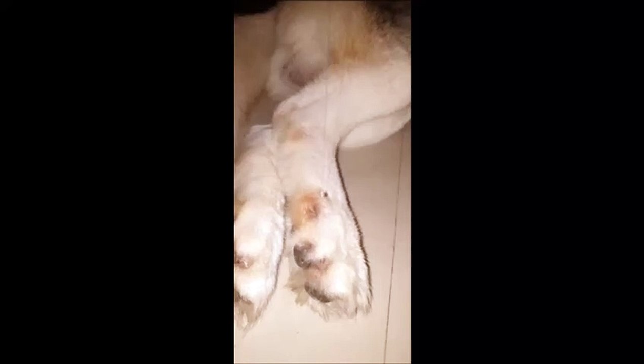 Ce chien  fait un gros dodo... avec un long filet de bave