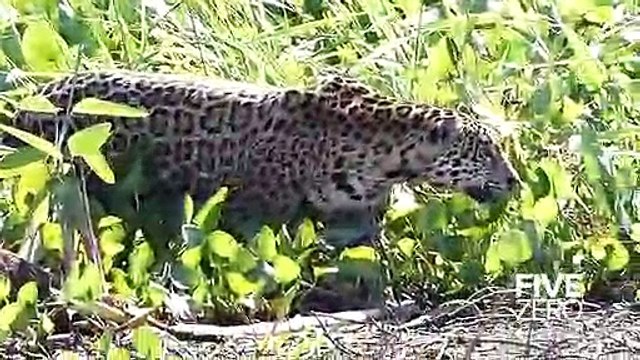 Un Jaguar chasse un Crocodile... Moment impressionnant