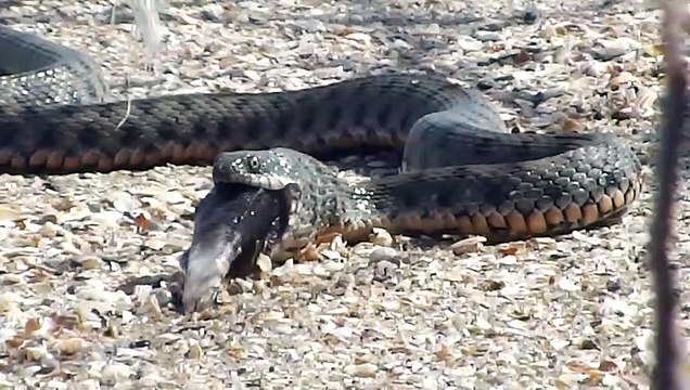 Un énorme serpent avale un beau poisson... Petite faim