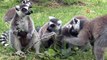 Bursa Hayvanat Bahçesi’nde 8 Lemur Dünyaya Geldi
