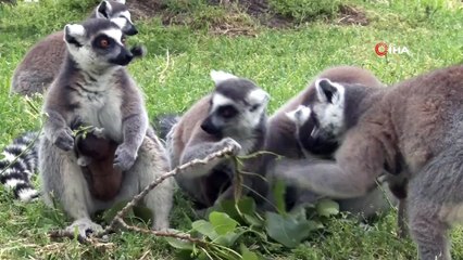 Bursa Hayvanat Bahçesi’nde 8 Lemur Dünyaya Geldi