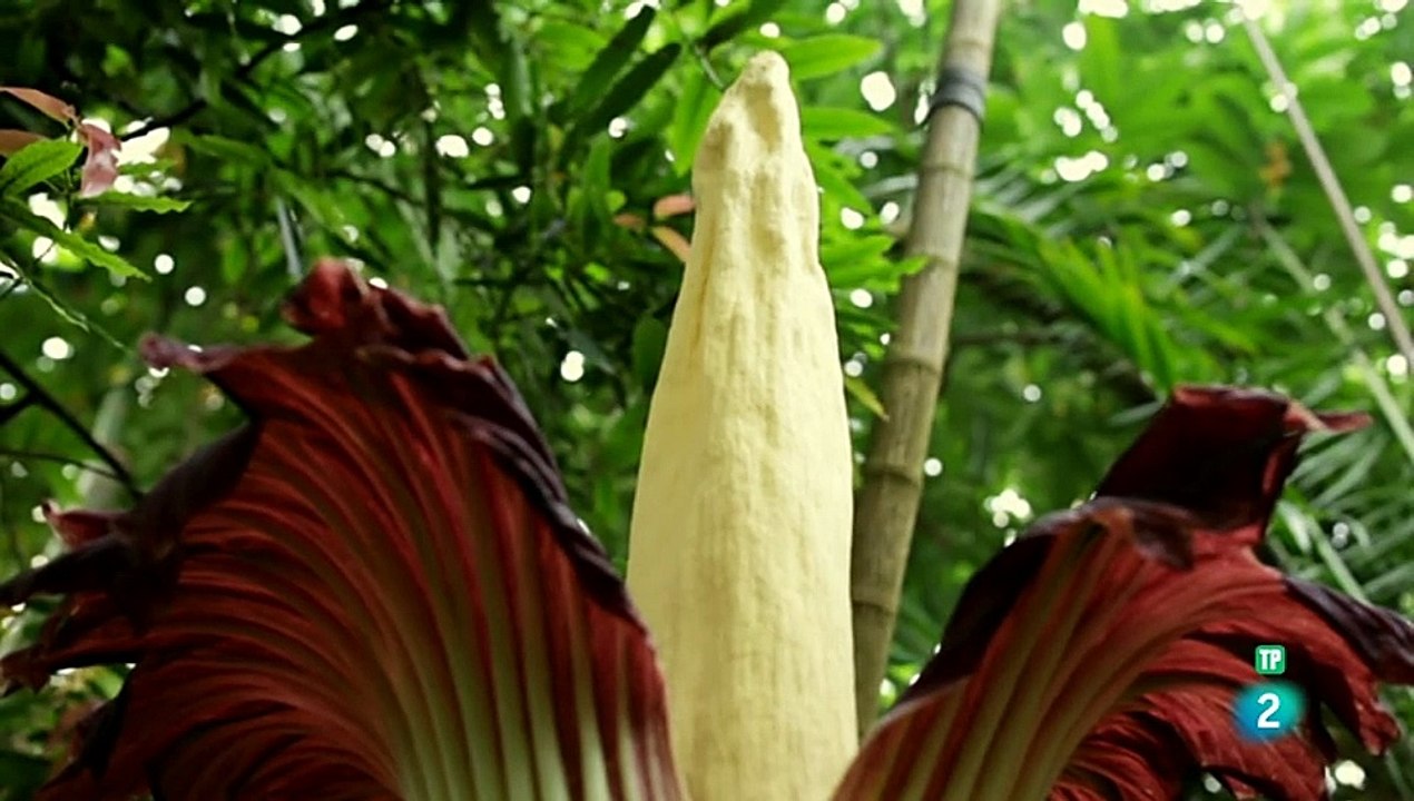 Extrañas maravillas del mundo. Episodio (6)  - DOCUMENTAL - DOCUMENTALES CIENCIA - DOCUMENTALES INTERESANTES -DOCUMENTALES DE LA 2