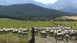 Moutons en Nouvelle Zelande...