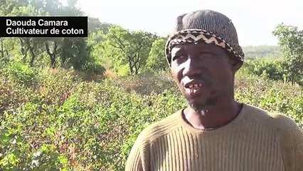 Mali: voyage au pays de l'or blanc