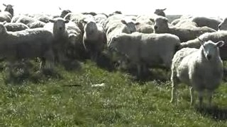 Moutons en Nouvelle Zelande...2