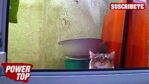 Sustos de Gatos  Videos chistosos de gatos  FUNNY CAT compilation  Si te ries pierdes  Power TOP