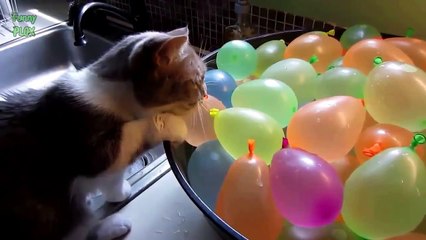 Funny Cats vs Balloons Compilation 2014 NEW HD