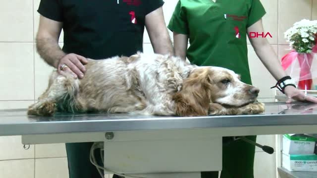 Adana Aynı Anda 3 Ameliyat Yapılan Sunny, Sağlığına Kavuştu