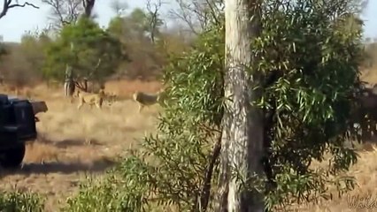 buffalo_herd_vs__pride_of_lions__الجاموس_قطيع_مقابل_من_الأسود