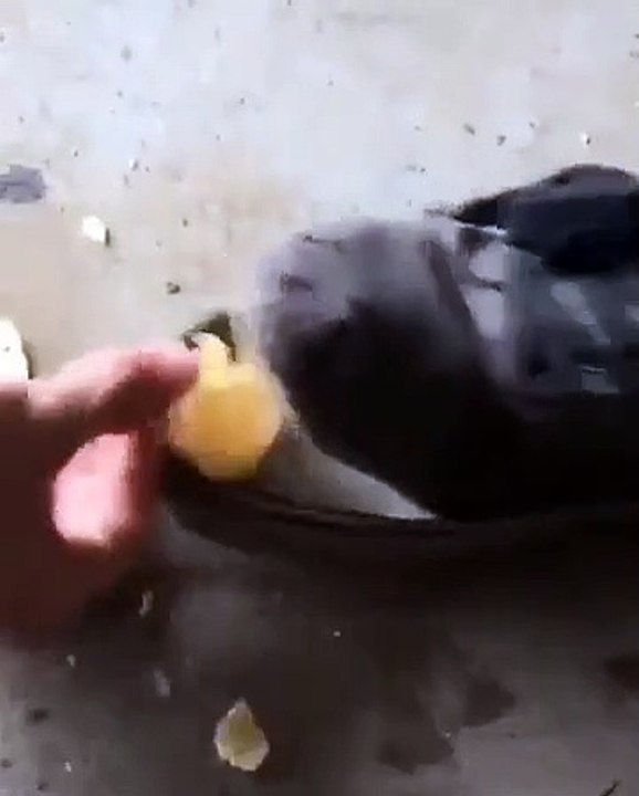 Une chaussure mange des chips