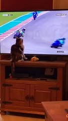 Un chat fait tomber un motard à la télévision