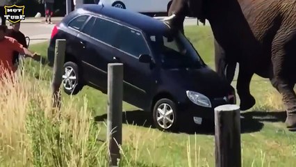 Hoảng_Hốt_Với_Những_Tình_Huống_Sư_Tử_Tấn_Công_Con_Người-_LIỆU_CON_NGƯỜI_CÓ_PHẢI_LÀ_ĐỐI_THỦ_CỦA_SƯ_TỬ