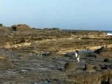 Yellow eyed Penguin...ou Manchot antipode