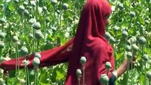 On the opium trail in Afghanistan