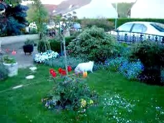 chats noir et blanc et fleurs