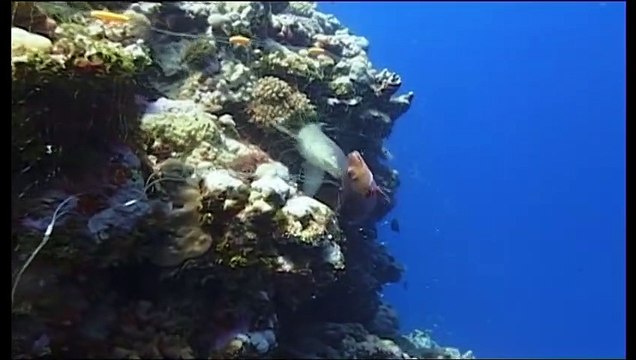 Requins, les nettoyeurs du lagon - Documentaire animalier