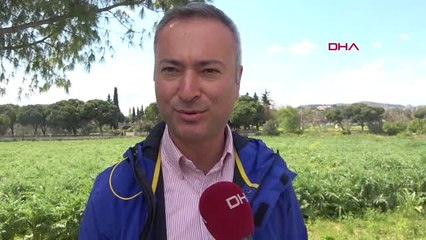 İzmir Urla Enginar Festivali 26 Nisan'da Başlayacak