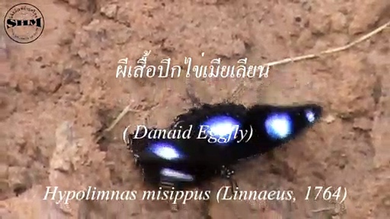 ผีเสื้อปีกไข่เมียเลียน ( Danaid Eggfly)