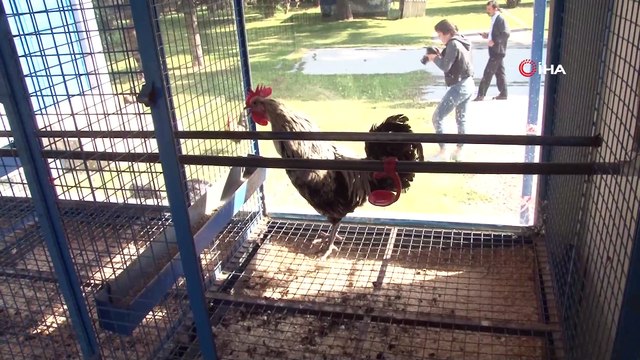 Ötüşü ve ahengiyle kentin en büyük simgesi: ’Denizli Horozu’