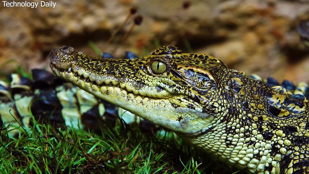 Xây dựng ao cá sấu ngầm an toàn với môi trường sống của cá sấu