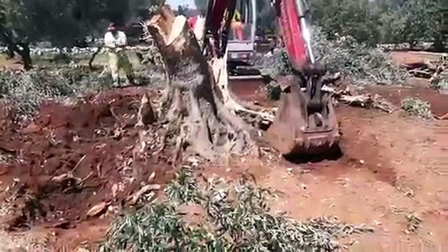 L'urlo degli ulivi in Puglia: ecco come stanno uccidendo la nostra Storia - i video diffusi online dal candidato M5S ribelle