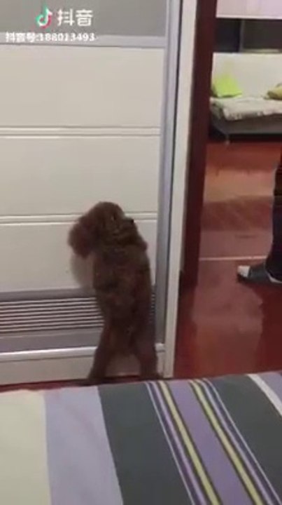 Le chien joue à cache à cache avec son maître