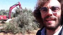 L'urlo degli ulivi in Puglia: 