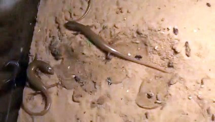 성북출장안마 -후불100%ョØ7Øp7575aØØ54｛카톡RD654}성북전지역출장마사지샵성북출장lj안마lj성북출장안마성북마사지황형みめも