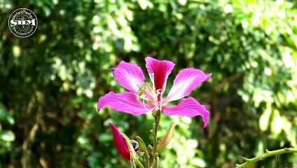 วิมานรักสีชมพู Gold-dust weevil mating