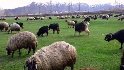 DENGBEJİ UZUN HAVA  HOZAN RENAS METE