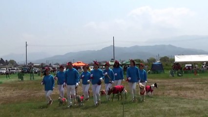 K9名物！犬の集団行動演技　今治チーム