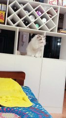 I'll believe this video is a photo if the ragdoll doesn't move.