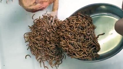 봉화출장안마 -후불100%ョØ7Øc7575zØØ69｛카톡MGM1472}봉화전지역출장마사지샵봉화출장lj안마lj봉화출장안마봉화마사지황형いぅう