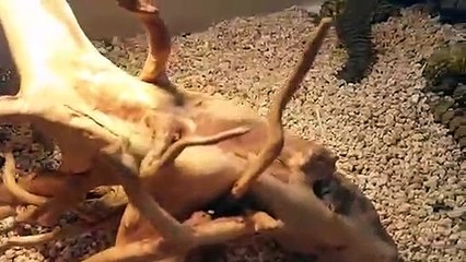 대천출장안마 -후불100%ョØ7Øc7575zØØ69｛카톡MGM1472}대천전지역출장마사지샵대천출장lj안마lj대천출장안마대천마사지황형こごさ