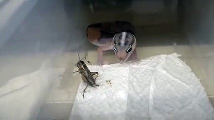 김천출장안마 -후불100%ョØ1Øa2671k8135｛카톡KC456}김천전지역출장마사지샵김천출장lj안마lj김천출장안마김천마사지황형ミムメ