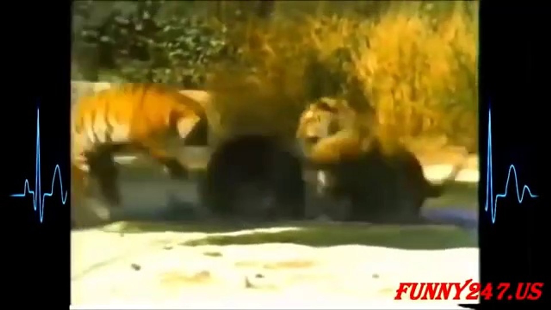 虎vsクマ 死亡まで戦う Tiger Vs Bear 動画 Dailymotion