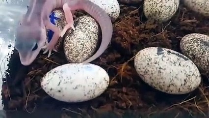 해운대구출장안마 -후불100%ョØ7Øa73Ø1g9649｛카톡CS69｝해운대구전지역출장마사지샵해운대구출장lj안마lj해운대구출장안마해운대구마사지황형≫√▼