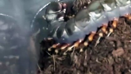 화성출장안마 -후불100%ョØ7Øa73Ø1g9649｛카톡CS69｝화성전지역출장마사지샵화성출장lj안마lj화성출장안마화성마사지황형στυ