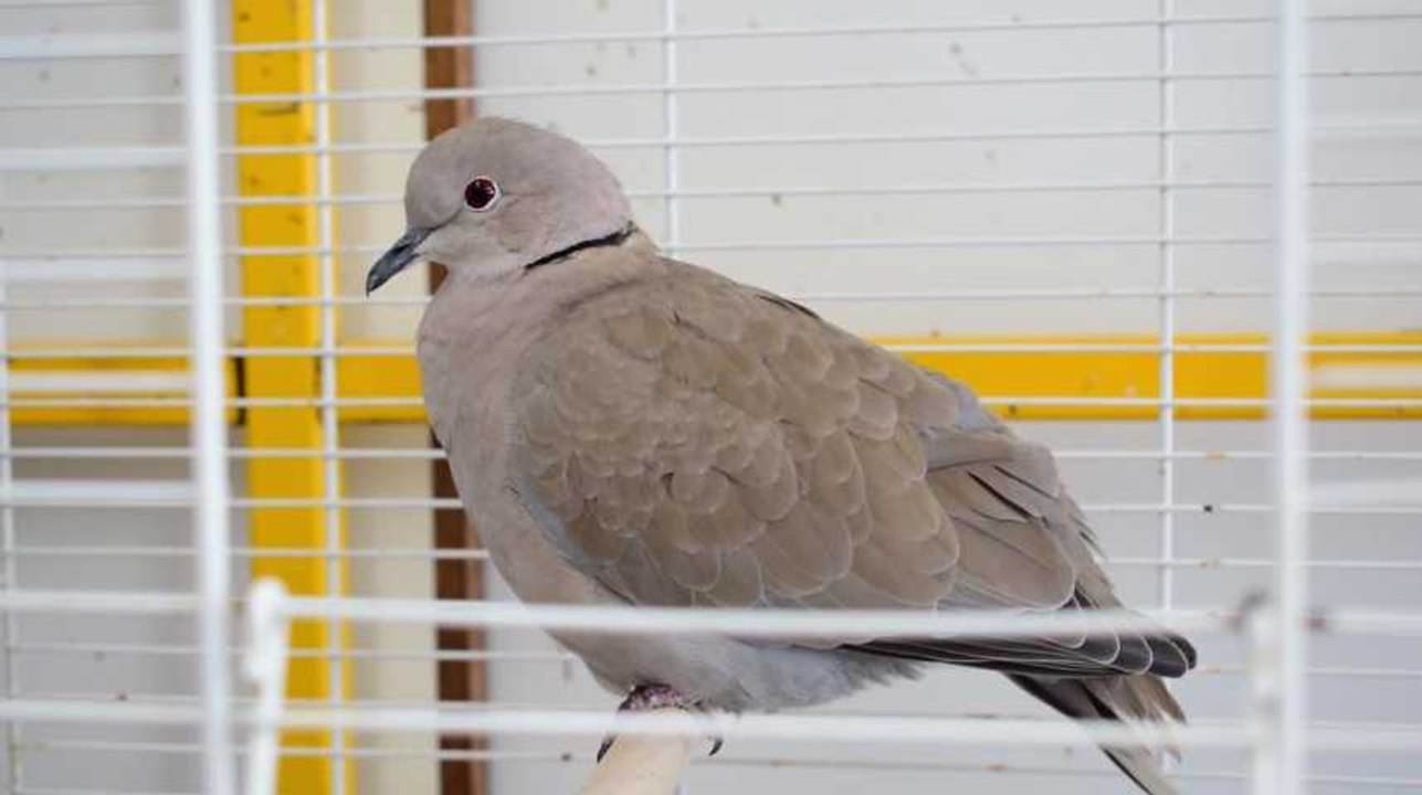 Le centre de revalidation pour animaux sauvages de Namur a officiellement été inauguré