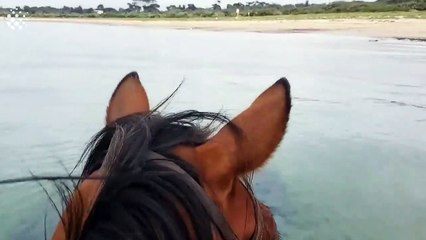 Dolphins and horse swim together